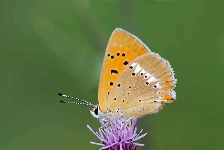 Quando c''era il sole, Lycaena virgaureae